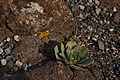 Sempervivum (Canary Islands) IMG_9540 Rojnik